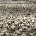„ARD-exclusiv: Das System Wiesenhof“ – Bild: SWR „ARD-exclusiv: Das System Wiesenhof“ – Bild: SWR