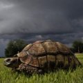 Dunkle Wolken über der Wildtierfarm – Bild: SWR/Harald Pokieser