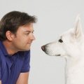 Tierpsychologe und Hundeprofi Martin Rütter bei der Arbeit – Bild: VOX/Mark Rebeck