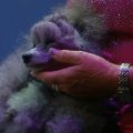 Toypudel Monarch bei „Wetten, dass..?“ – Bild: ZDF Mediathek/ Screenshot Toypudel Monarch bei „Wetten, dass..?“ – Bild: ZDF Mediathek/ Screenshot