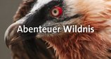 Abenteuer Wildnis – Bild: BR Fernsehen Abenteuer Wildnis – Bild: BR Fernsehen