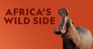 Afrikas wilde Tierwelt – Bild: National Geographic Afrikas wilde Tierwelt – Bild: National Geographic