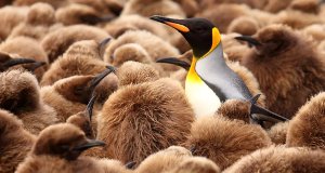 Eisige Inseln – Bild: National Geographic Eisige Inseln – Bild: National Geographic