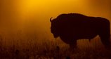 Europa: Die Wildnis kehrt zurück – Bild: Rewilding Europe/Off the Fence/Bonne Pioche Television Production