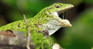Geborene Jäger – Bild: National Geographic Geborene Jäger – Bild: National Geographic