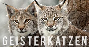 Geisterkatzen – Bild: WDR/teschefilm 2019