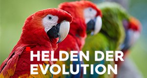 Helden der Evolution – Bild: ZDF/Wild Thring Media/Martin Mecnarowski