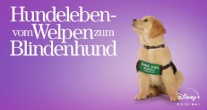 Hundeleben – Vom Welpen zum Blindenhund