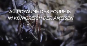 Im Königreich der Ameisen – Bild: Ebs/arte
