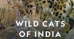 Indiens Wildkatzen – Bild: National Geographic