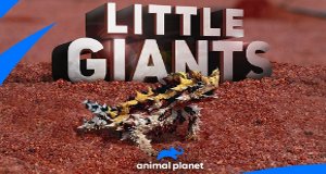 Little Giants – Kleine Tiere ganz groß