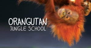 Orangutan Jungle School – Kindergarten mal anders