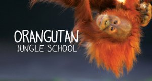 Orangutan Jungle School – Kindergarten mal anders – Bild: Antenna Pictures/Blue Ant Media/NHNZ Worldwide Orangutan Jungle School – Kindergarten mal anders – Bild: Antenna Pictures/Blue Ant Media/NHNZ Worldwide