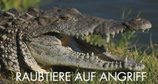 Raubtiere auf Angriff – Bild: FOX NETWORKS GROUP GERMANY