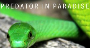 Raubtiere im Paradies – Bild: National Geographic