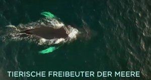 Tierische Freibeuter der Meere – Bild: arte/ZED/Smithonsian Channel Tierische Freibeuter der Meere – Bild: arte/ZED/Smithonsian Channel
