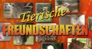 Tierische Freundschaften – Bild: National Geographic Channel Tierische Freundschaften – Bild: National Geographic Channel