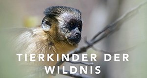 Tierkinder der Wildnis – Bild: Off The Fence/Russ MacLaughlin Tierkinder der Wildnis – Bild: Off The Fence/Russ MacLaughlin
