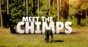 Triff die Schimpansen – Bild: Disney/Screenshot