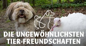Unglaubliche Tierfreundschaften – Bild: Oxford Scientific Films/ServusTV Unglaubliche Tierfreundschaften – Bild: Oxford Scientific Films/ServusTV