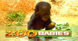 Zoobabies – Bild: ARD