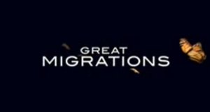 Great Migrations – Das große Wunder der Tierwanderungen – Bild: National Geographic Channel Great Migrations – Das große Wunder der Tierwanderungen – Bild: National Geographic Channel