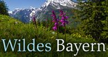 Wildes Bayern – Bild: SWR/BR/nautilusfilm