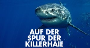 Auf der Spur der Killerhaie