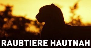 Raubtiere hautnah – Bild: National Geographic Channel Raubtiere hautnah – Bild: National Geographic Channel
