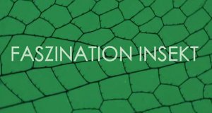 Faszination Insekt – Bild: Servus TV Faszination Insekt – Bild: Servus TV