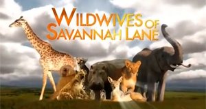Desperate Wildwives – Bild: Animal Planet Desperate Wildwives – Bild: Animal Planet