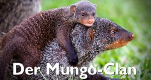 Der Mungo-Clan – Bild: BBC Der Mungo-Clan – Bild: BBC