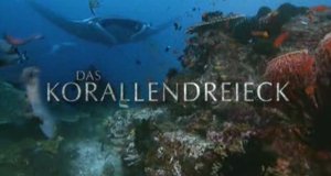 Das Korallendreieck – Bild: ZDF/©Ron Taylor