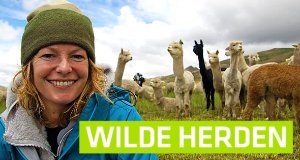 Wilde Herden – Bild: BBC Wilde Herden – Bild: BBC