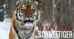 Expedition Schneetiger – Bild: GEO Television/BBC Expedition Schneetiger – Bild: GEO Television/BBC