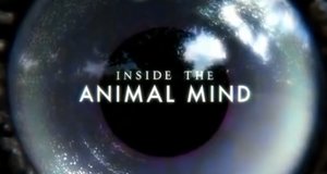 Einfach clever: Wie Tiere denken – Bild: BBC Two/Screenshot
