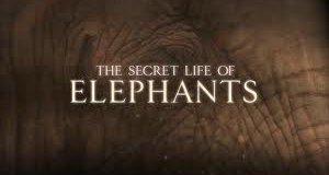 Das geheime Leben der Elefanten – Bild: BBC One/Screenshot Das geheime Leben der Elefanten – Bild: BBC One/Screenshot