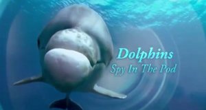 Delfine hautnah – Bild: BBC One/Screenshot Delfine hautnah – Bild: BBC One/Screenshot