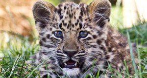 Baby Boom – Tierischer Nachwuchs – Bild: Warner Bros. Entertainment, Inc. Baby Boom – Tierischer Nachwuchs – Bild: Warner Bros. Entertainment, Inc.