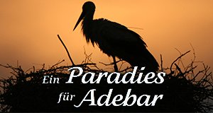 Ein Paradies für Adebar