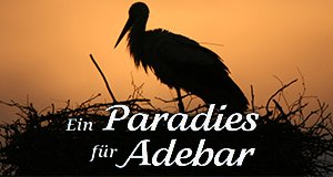 Ein Paradies für Adebar – Bild: MDR/Michael Kaatz Ein Paradies für Adebar – Bild: MDR/Michael Kaatz