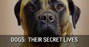 Die geheime Welt der Hunde – Bild: Channel 4/Screenshot