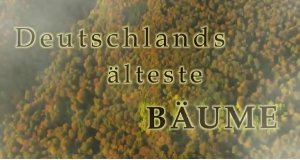 Deutschlands älteste Bäume – Bild: ARD Deutschlands älteste Bäume – Bild: ARD