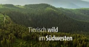 Tierisch wild im Südwesten – Bild: SWR Tierisch wild im Südwesten – Bild: SWR