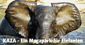 KAZA – Ein Megapark für Elefanten