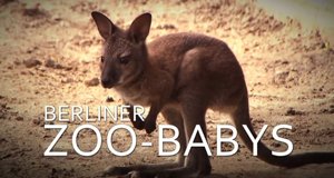 Berliner Zoo-Babys – Bild: Polyband/Screenshot