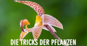 Die Tricks der Pflanzen – Bild: Terra Mater / Parthenon Entertainment / Steve Nicholls Die Tricks der Pflanzen – Bild: Terra Mater / Parthenon Entertainment / Steve Nicholls