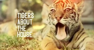Giles und die Tigerkinder – Bild: BBC Two/Screenshot