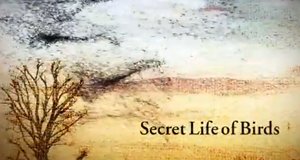 Vögel hautnah – Bild: BBC Vögel hautnah – Bild: BBC