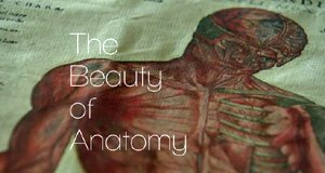 Die Schönheit der Anatomie